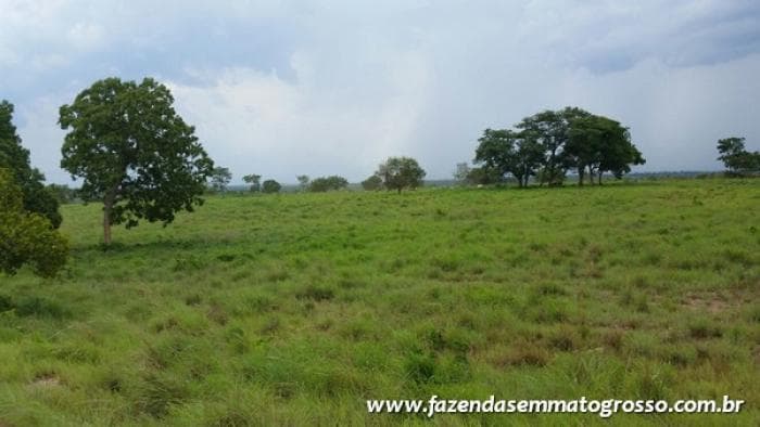 Fazenda Acorizal 4