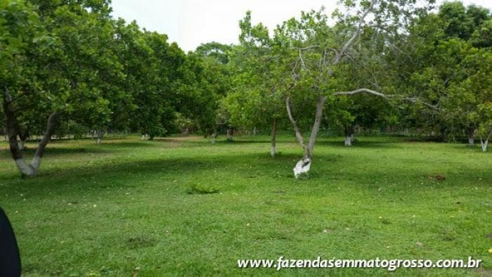 Fazenda Acorizal 28