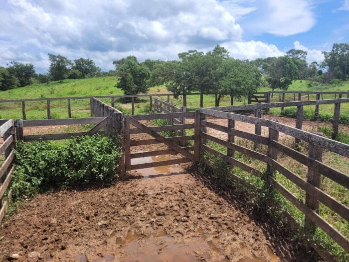Fazenda em acorizal 13