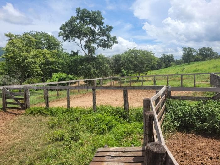 Fazenda em acorizal 10