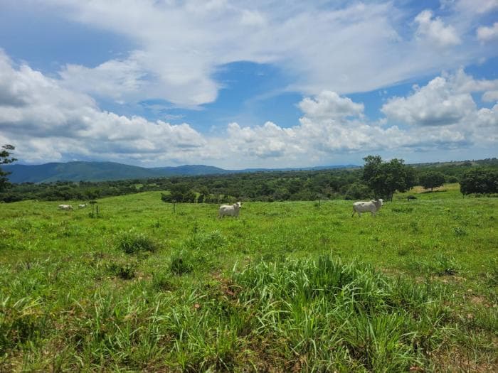 Fazenda em acorizal 12