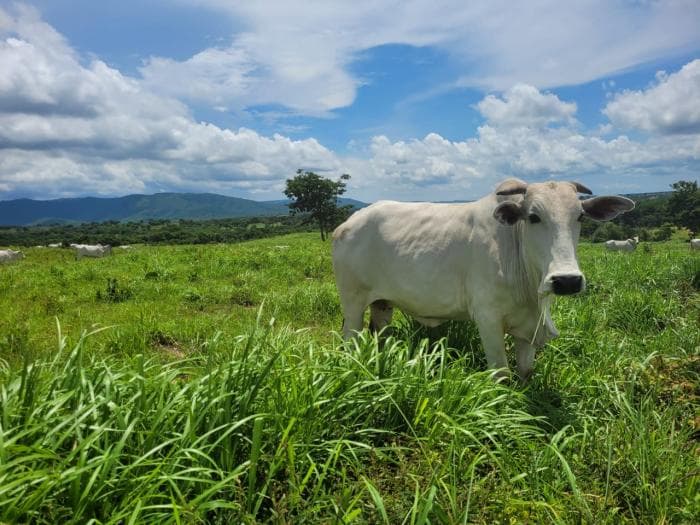 Fazenda em acorizal 14