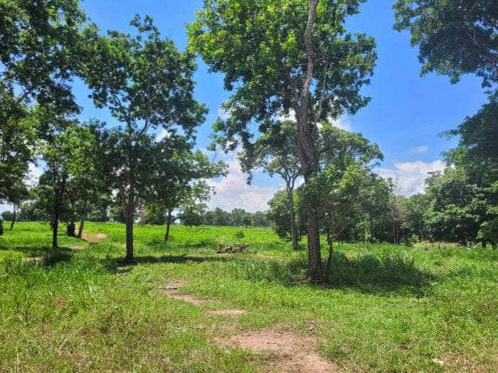 Fazenda em acorizal 19