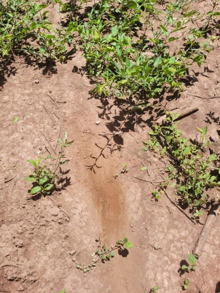 Fazenda em acorizal 24