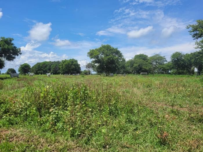 Fazenda em acorizal 30