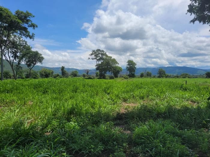 Fazenda em acorizal 28