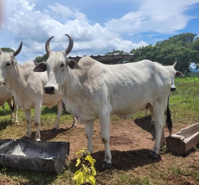 Fazenda em acorizal 34