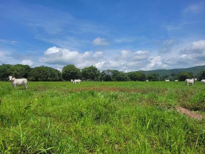 Fazenda em acorizal 40