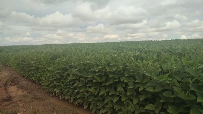 Fazenda a venda em Paranatinga 12
