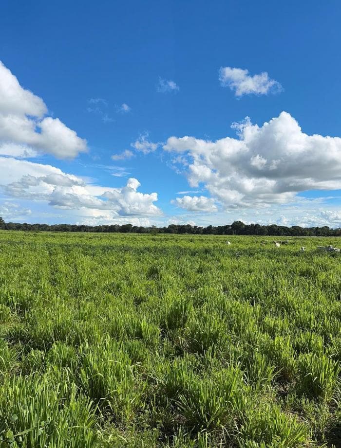 Fazenda a venda em Cuiabá 4