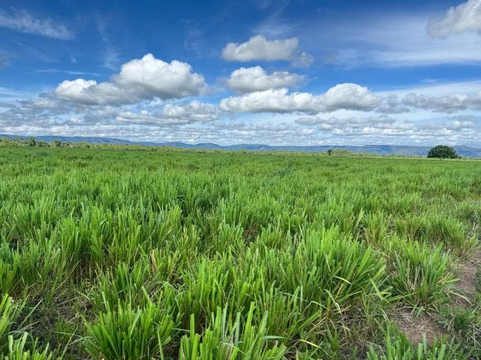 Fazenda a venda em Cuiabá 20
