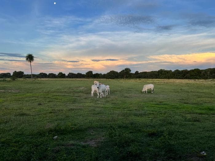 Fazenda a venda em Rondonópolis 4