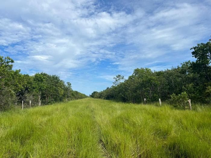 Fazenda a venda em Rondonópolis 7