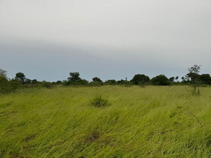 Fazenda a venda em Rondonópolis 16