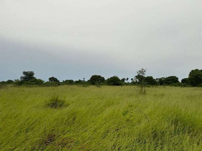 Fazenda a venda em Rondonópolis 20