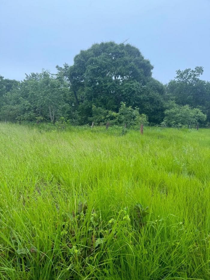 Fazenda a venda em Rondonópolis 21