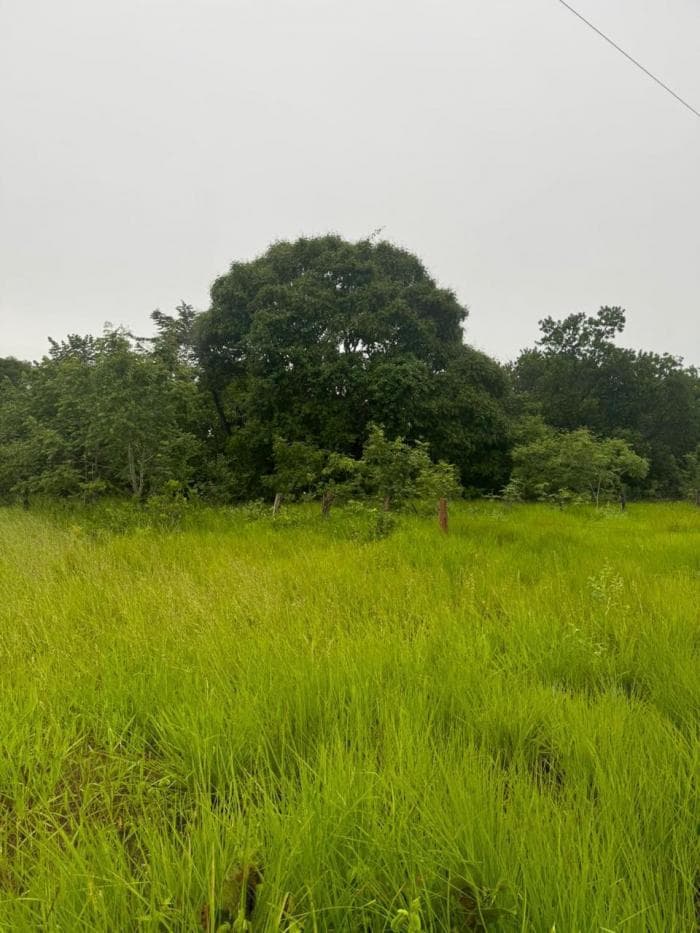 Fazenda a venda em Rondonópolis 23