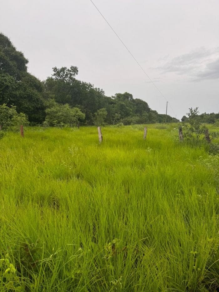Fazenda a venda em Rondonópolis 25