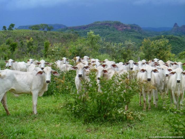 Pedra Preta 34