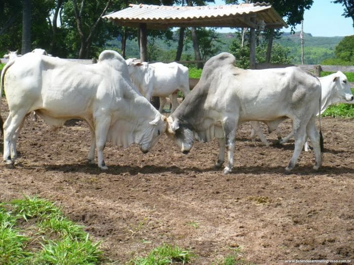 Pedra Preta 54