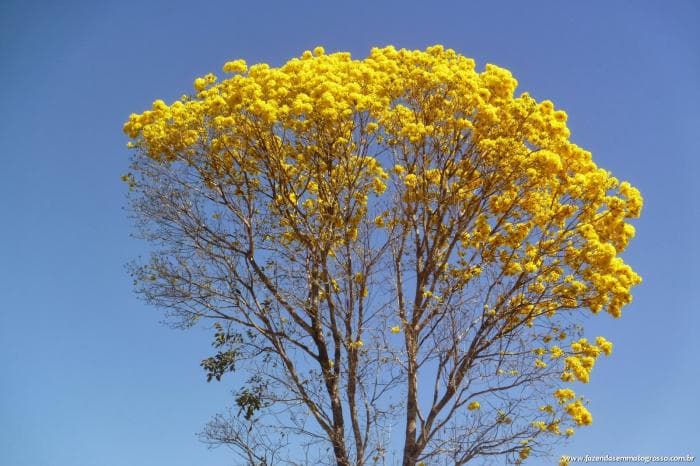 Pedra Preta 68