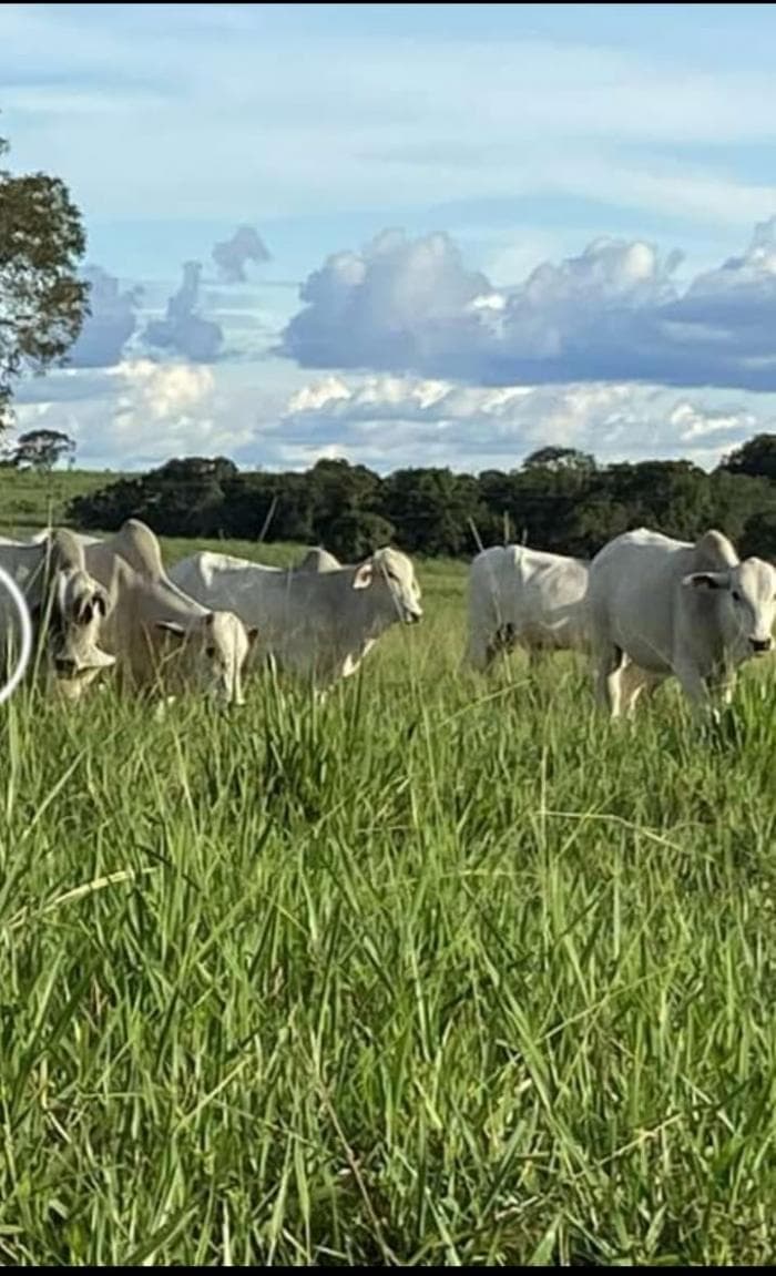 Fazenda a venda em nobres 4