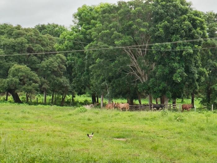 Fazenda a venda em Manso 2