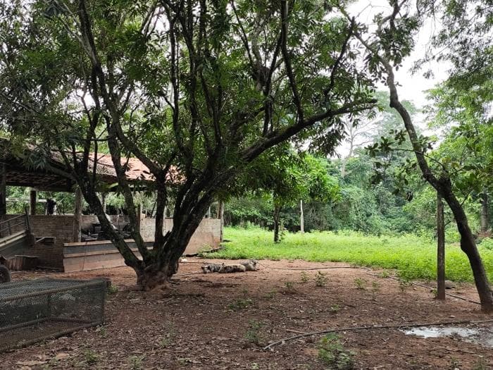 Fazenda a venda em Manso 10