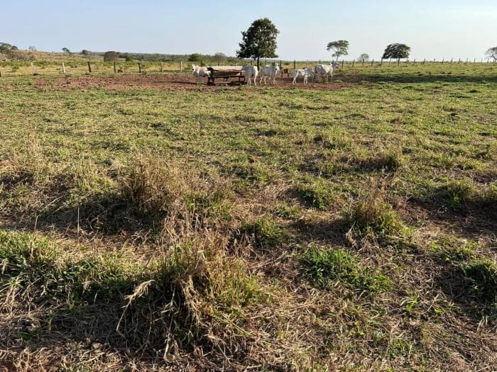 Fazenda a venda em Juscimeira 6