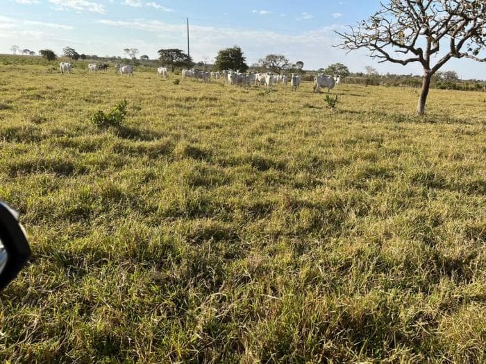Fazenda a venda em Juscimeira 7