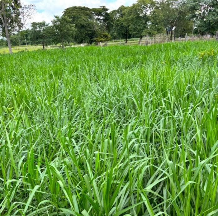 Fazenda a venda em Rosário Oeste — Rosário Oeste, MT