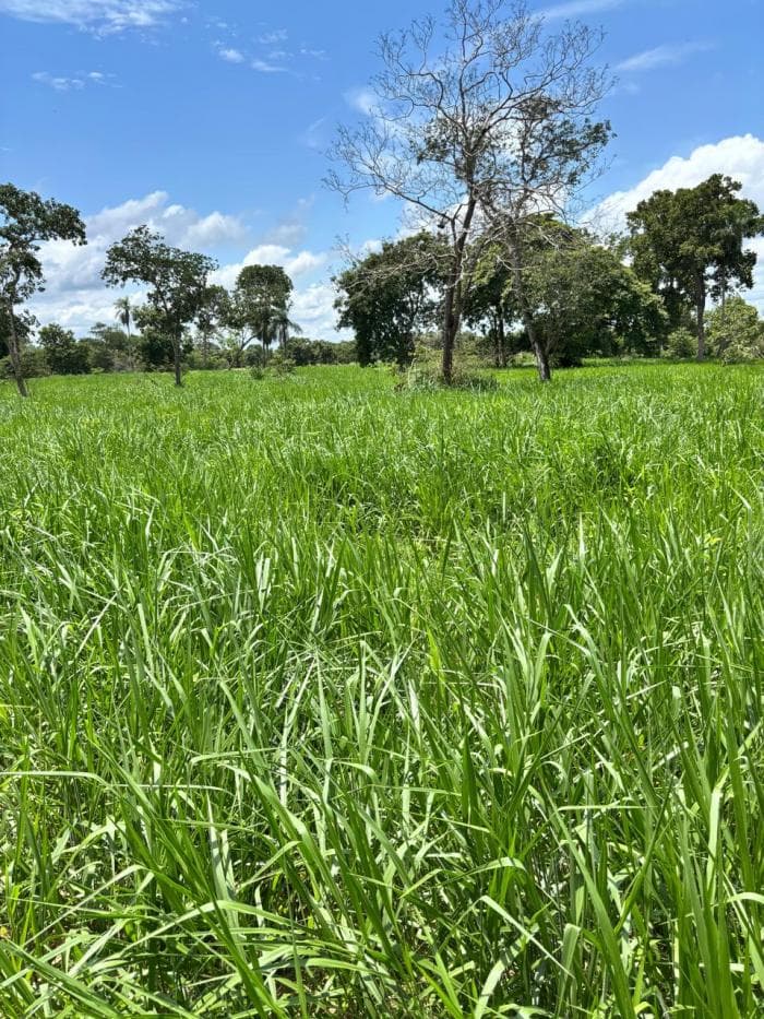 Fazenda a venda em Rosário Oeste 4