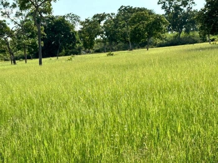 Fazenda a venda em Rosário Oeste 5