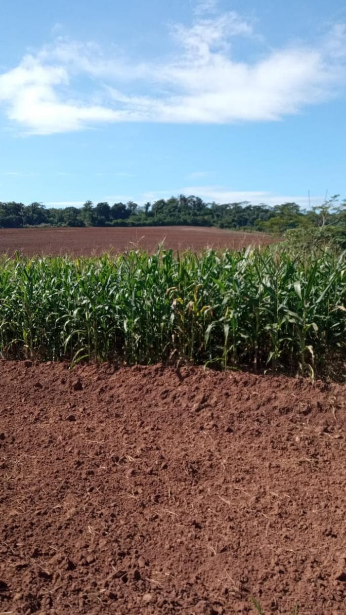 Fazenda a venda em Juscimeira — Jaciara, MT