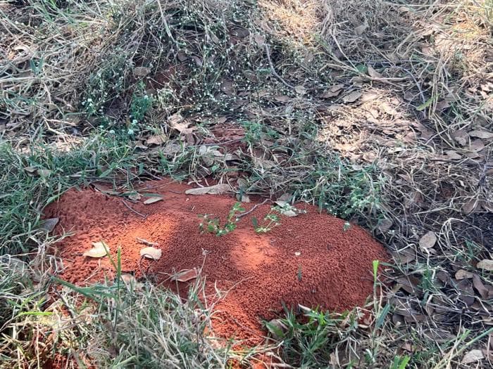 Fazenda em chapada dos Guimaraes 19