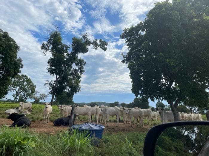 Fazenda em Poconé 4