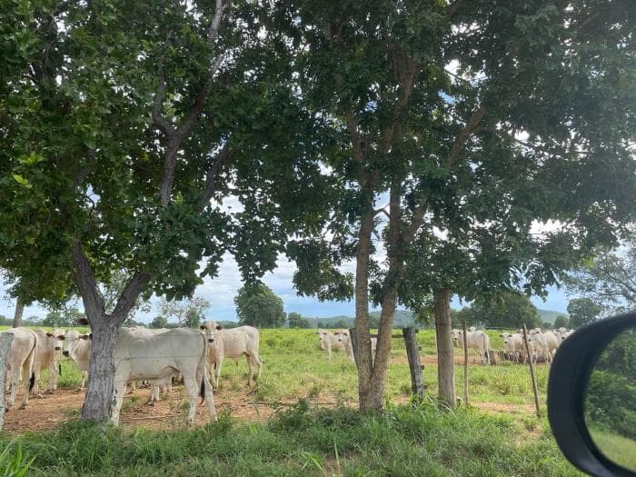 Fazenda em Poconé 8
