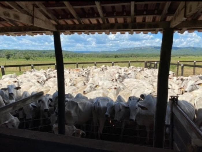 Fazenda em Cuiabá 19
